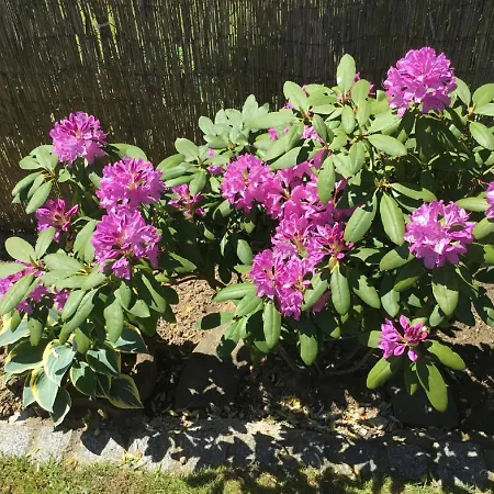 Schellein 아파트 블라이바흐