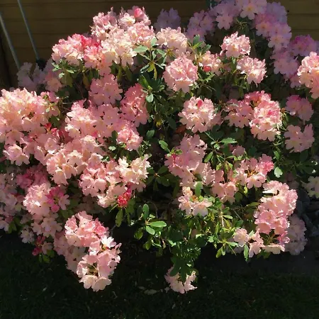 Schellein 아파트 블라이바흐