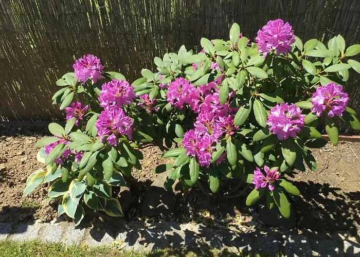 Schellein Apartament Blaibach