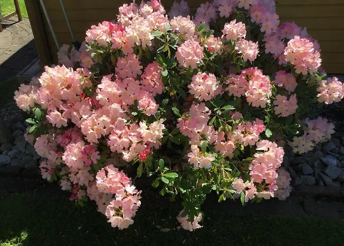 Schellein Apartament Blaibach